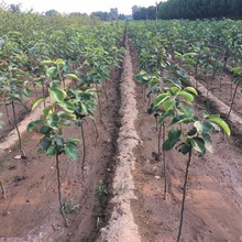 梨树果苗嫁接果树盆栽地栽庭院香梨早酥红梨南方北方种植当年结果