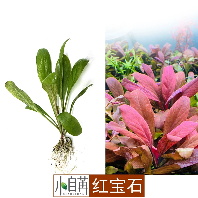 Hong Coriander Ruby Elysmia Водные растения Live Оптовая Fish Tank Ландшафтный дизайн Украшение Аквариумные часы Красный передний план