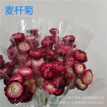 麦杆菊花头七彩菊云南自然植物干花香薰材料创意摆件 厂家供应