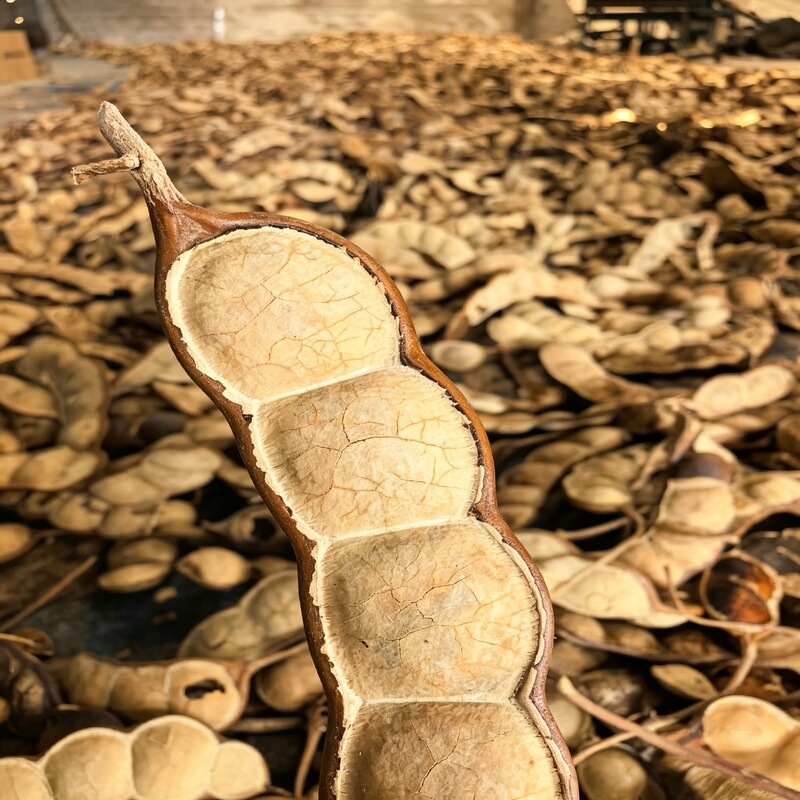 Yunnan Bean Pod Doll Material Kit, DIY Bean Pods, Giant Peace Beans, Bulk Soybean Pods