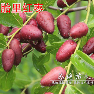 �޽�̥��t����������ڗ�����Ϸ�����ͥԺ���Ե��ԷNֲ������