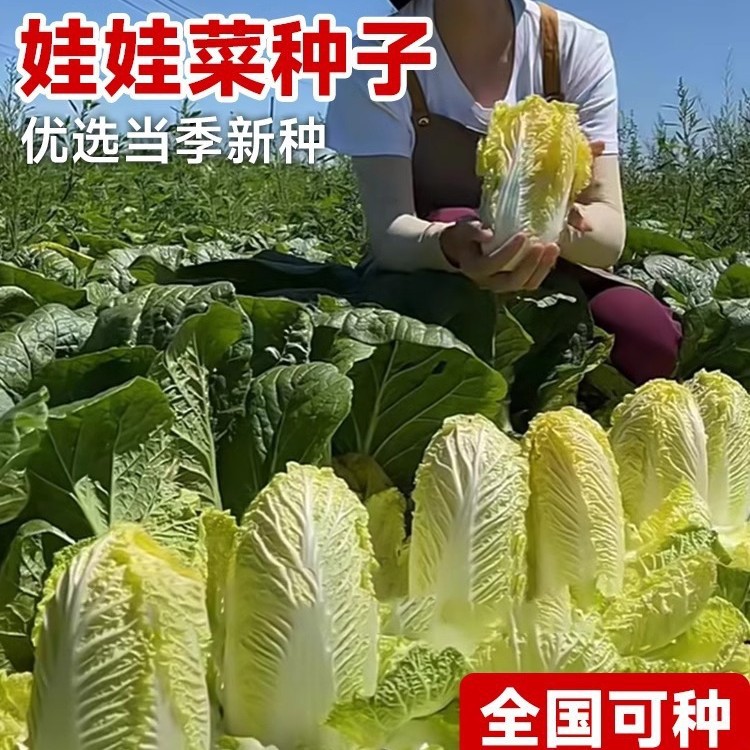 娃娃菜种籽大全新鲜金福黄心白菜蔬菜种子阳台农作物高产早熟盆栽