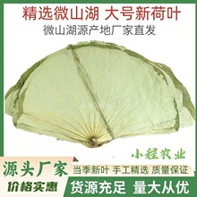 大号荷叶整张荷叶干荷叶荷叶饭糯米鸡荷叶鸡叫花鸡泡茶微山湖荷叶