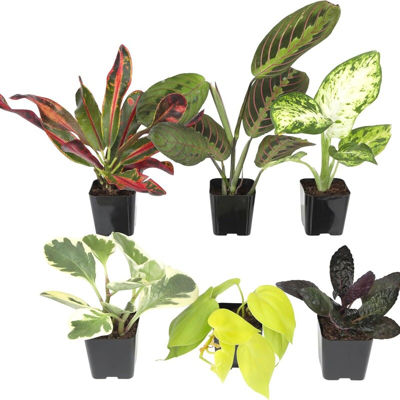 Cross-Border House Plants Indoor Potted Plants Easy-To-Grow Indoor Plants Live Indoor Plants Cross-Border House Plants Indoor Potted Plants Easy-To-Grow Indoor Plants Live Indoor Plants