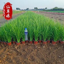 马兰花苗草本地栽马兰花草蓝花马莲花宿根多年生耐盐碱地湿地植物