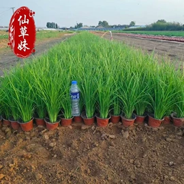 宿根花卉;一二年生花卉;灌木