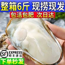 生蚝鲜活发货乳山新特大海蛎子5斤10斤海牡蛎整箱顺丰一件批发