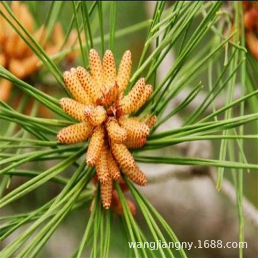 Хуашань Pine Tree Саженцы Американские Бразильские Сосновые Деревья Саженцы Северо-Восточные Сосновые Деревья Саженцы Гора Чанбай Сосновые Деревья Саженцы Сосновых Деревьев