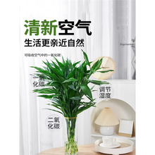 ���F��ˮ��ֲ���^�����҃�ˮ�B�lؔ�䎧���͏d�Gֲ���ܾG�}�}����