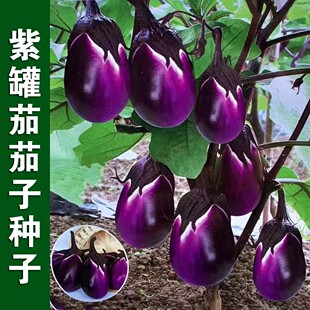 �Ϲ��ѷN�����lţ���Ϻڹ��ѱ������ӷN�Ӵ����ļ����߲˷N�Ӵ�ȫ