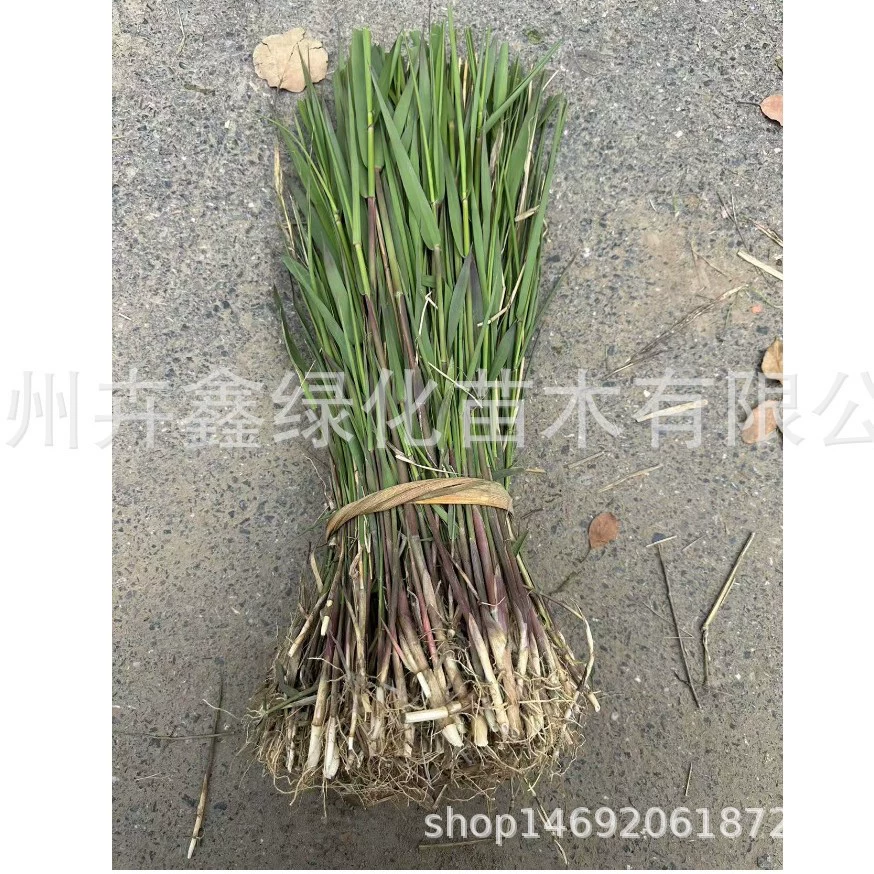 Магазин продает большие объемы гирляндных тростников, вечнозеленых тростников, тростникового травяного материала, бамбука, каламуса и ириса.