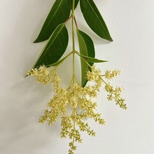 女贞果 菖蒲 端午香包 花束包装纸 端午艾草花束配件