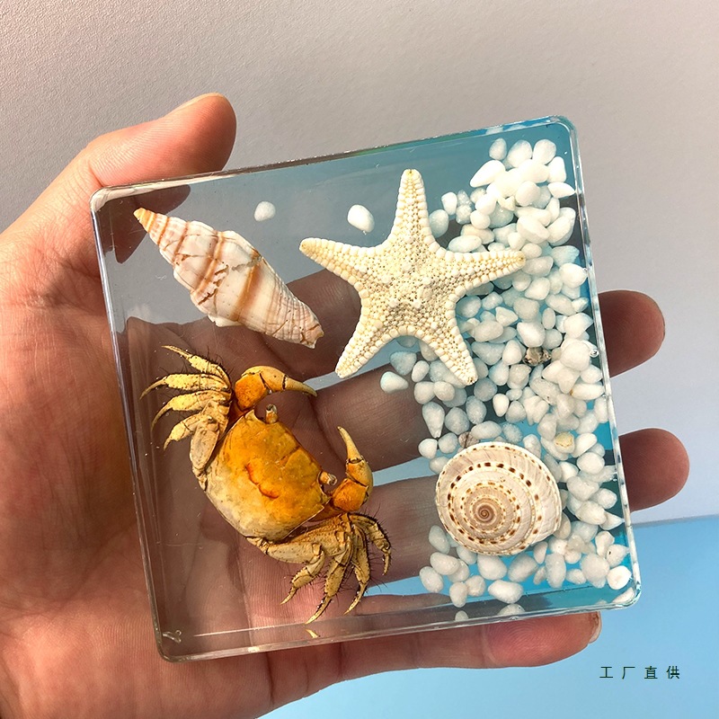 手工diy海洋海景树脂真实标本创意家具礼品摆件面包海星海螺螃蟹
