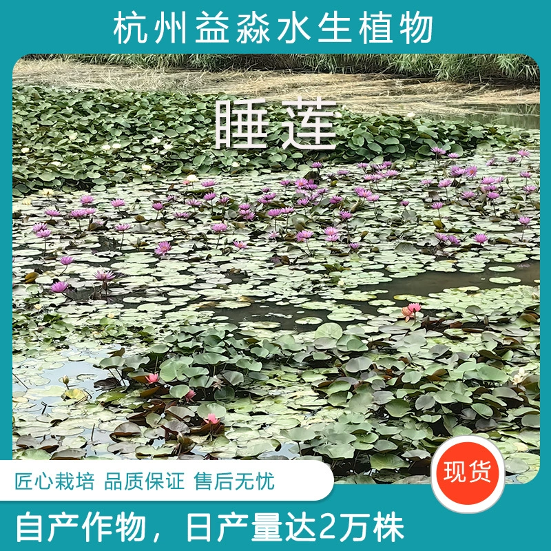 Прямая доставка с базы: блоки корней водяной лилии, гидропонные корни водяной лилии в чаше, крупные корни водяной лилии с бутонами цветов, доступны для самовывоза.