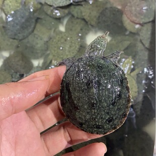 С���~���~��ˮ�~��ˮ�~�����Bֳ���l���A�M���A�M�����~����r��