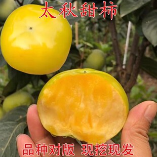 ��Ʒ�N���Ә������������޽�̫������Ә��箔��Y���ϱ����Nֲ