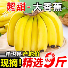 云南高山甜香蕉9斤新鲜水果当季现摘芭蕉甜香蕉整箱自然熟