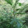 广东梅州大块切块干货