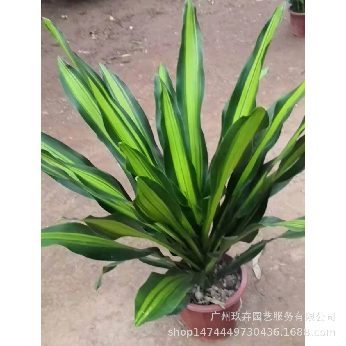 Золотое сердце железо декоративное растение декоративное Горшечное гостиная балкон офис Рабочий стол зеленое растение