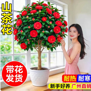 �軨�ļ������_���ش�̖�ͺ�����ͥԺֲ���Ͷ��tɽ�����Ժ��B����