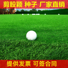 批发草坪种子剪股颖种子草籽高档别墅区庭院矮生四季青剪股颖种子
