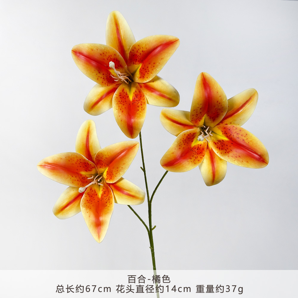 YM2-Lily-Cam