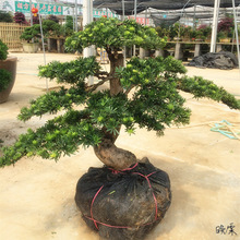 �k����΢���^�������԰�̨�[���ͶY�Ƶ������ɘ�U�⾰�^����Ժ