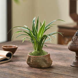 金边兰花卉盆景室内绿植盆栽迷你植物桌面好养茶桌摆件
