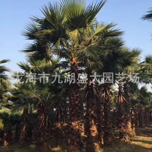 福建老人葵批发 浙江华棕价格 华盛顿棕榈 华盛顿葵 老人葵价格
