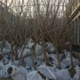 矮化车厘子大樱桃树苗