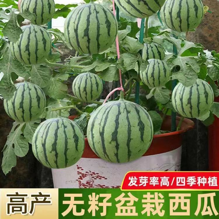 2K Watermelon Seeds Early Spring Red Jade Watermelon Seeds Gift Balcony Potted Watermelon Seeds Thin Skin Sweet Watermelon Seeds 2K Watermelon Seeds Early Spring Red Jade Watermelon Seeds Gift Balcony Potted Watermelon Seeds Thin Skin Sweet Watermelon Seeds