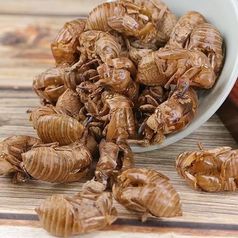 Cicada Slough Chan Tui 500g Dried Whole Shells Traditional Chinese Herb for Decoction specifications