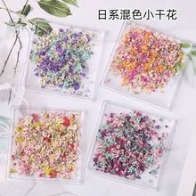 网红爆款日系小清新干花彩色花瓣美甲装饰品 混装材料 日式ins风