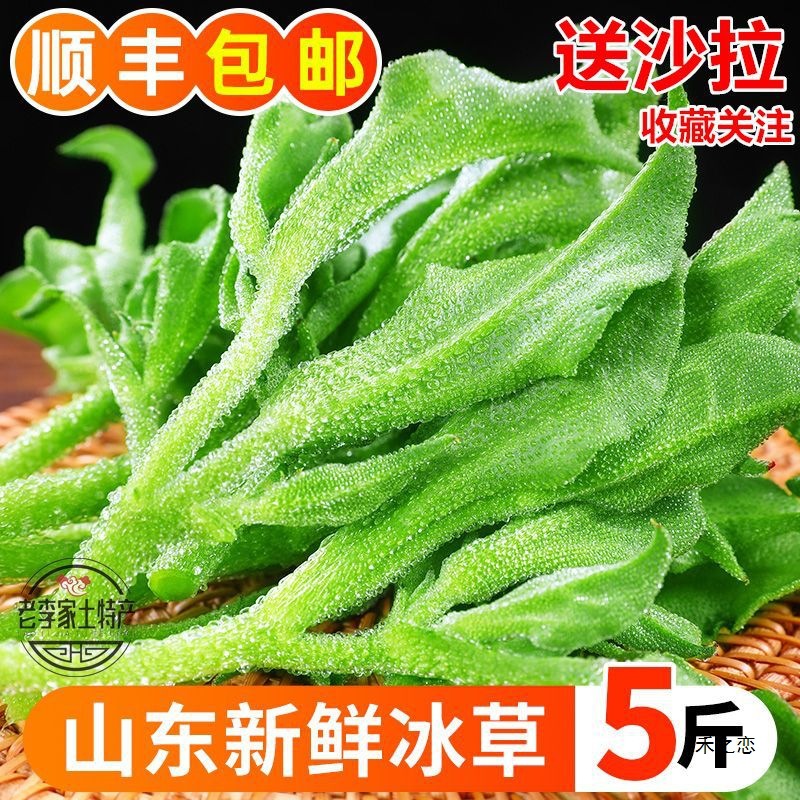 山东新鲜冰菜冰草农家凉拌蔬菜火锅食材即食生吃沙拉菜冰叶直发