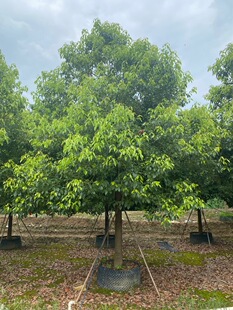 乔木香樟树大小叶香樟树樟树苗四季常青庭院种植地栽工程绿化-阿里巴巴