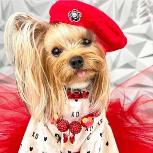 Pet Supplies Dog Accessories ins Popular Pet Beret Cross-border European and American Amazon Dog Hat