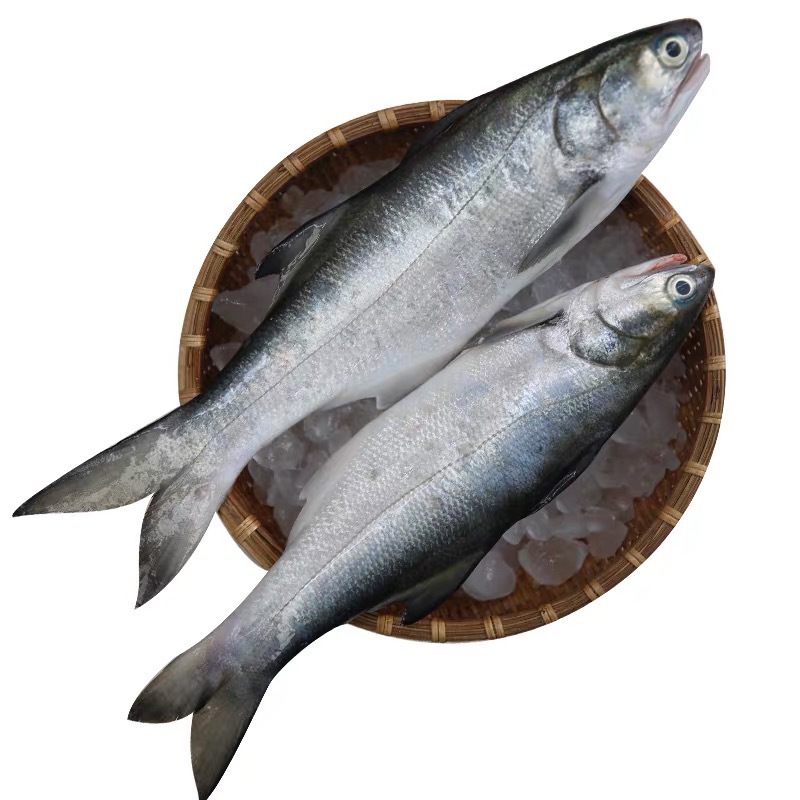 东山海鲜午鱼海鲜水产深海鱼午鱼鲜活速冻独立包装