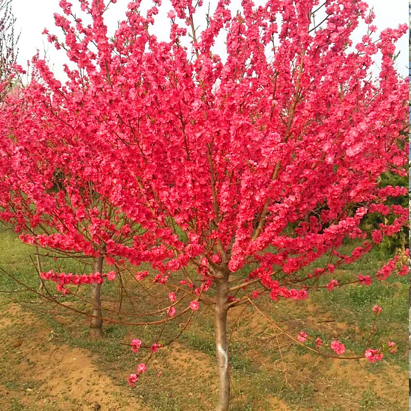 База Оптовая Малиновый Персик Саженец Двор Парк Живописные Пятна Декоративные Цветы и Кустарники
