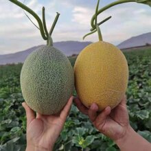 �½������������pƴ���ܹϻ����۹�+��ɫ���A���x�W�y�Ϯ������r
