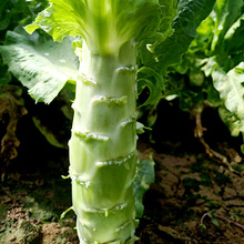 四季莴笋种子青皮青肉香莴笋种籽高产耐热耐寒春秋冬蔬菜种子大全