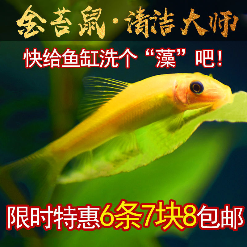 Cleaner Fish, Gold Moss Mouse, Fish Tank Cleaner, Algae Removal Tool, Small Tropical Ornamental Fish, Garbage-Eating Fish, Live Fish