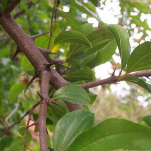 �R���ӷN���R�״̷N���F�h�ʷN�ӹ�ľ�N�ӾG���е���ľ��ľ�N��