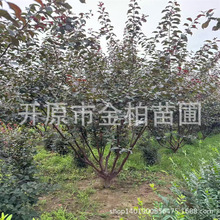重瓣红叶榆叶梅花苗东北耐寒彩叶丛生灌木红叶榆叶梅盆栽杯苗