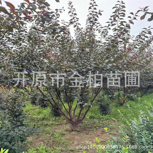 �ذ�t�~���~÷����|���ͺ����~������ľ�t�~���~÷���Ա���