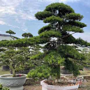 �������l�����_�h�� �ձ��_�h�ɘ��辰 �����_�h�ɘ����r��