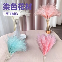 源头厂家软毛小拂尘永生花芦苇干花软毛拂尘花染色真花ins跨境花