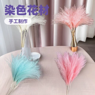源头厂家软毛小拂尘永生花芦苇干花软毛拂尘花染色真花ins跨境花