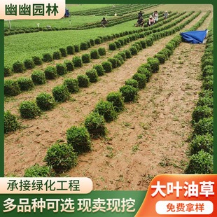 Large-Leaf Grass Green Vegetation Turf with Soil, Suitable for Parks and Communities, Large-Leaf Grass Turf Supply, Trample-Resistant Turf