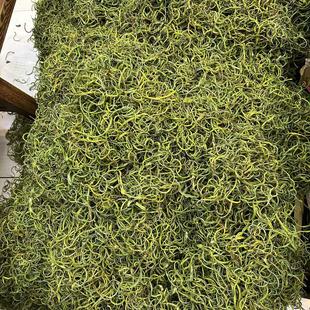 ��ʯ����ϻ�ʯ���I�����I��������F؛ ���lɢ�b500������]