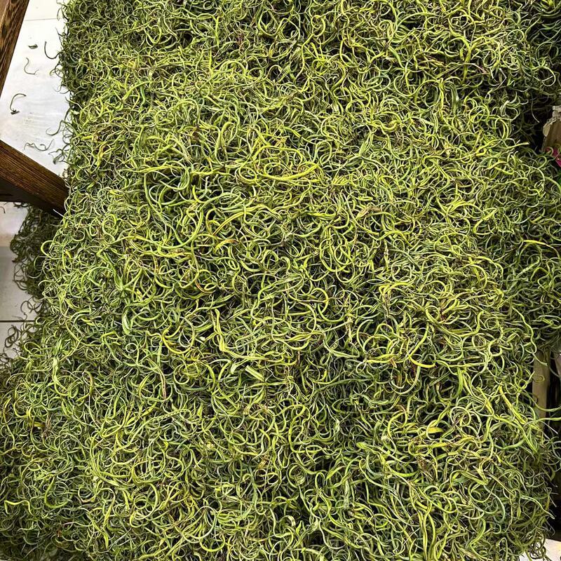 Fossil Grass from Yunnan, Kidney Essence Grass, Kidney Essence Tea, Large Quantities in Stock, Wholesale Bulk, Free Shipping Starting from 500 Grams